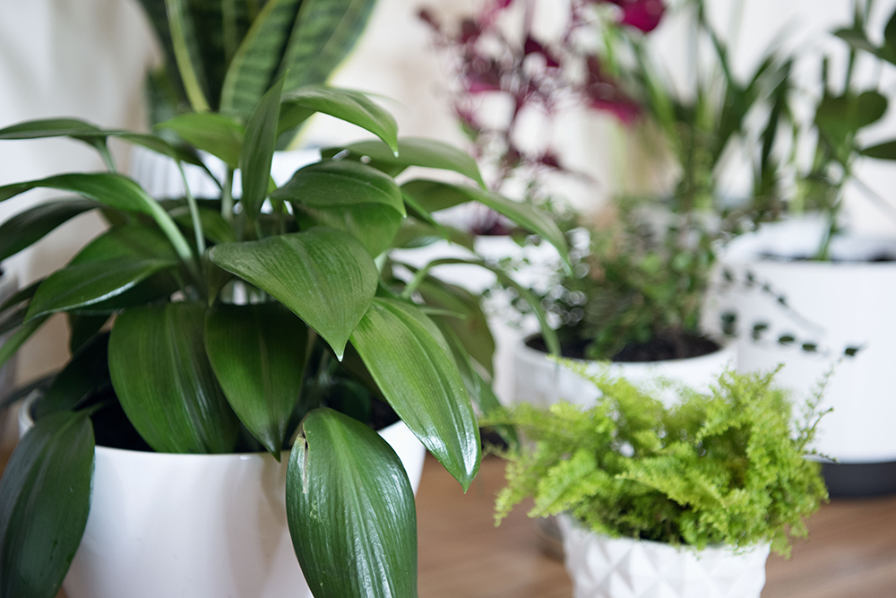 rachel okell plant care teach self care green leaves