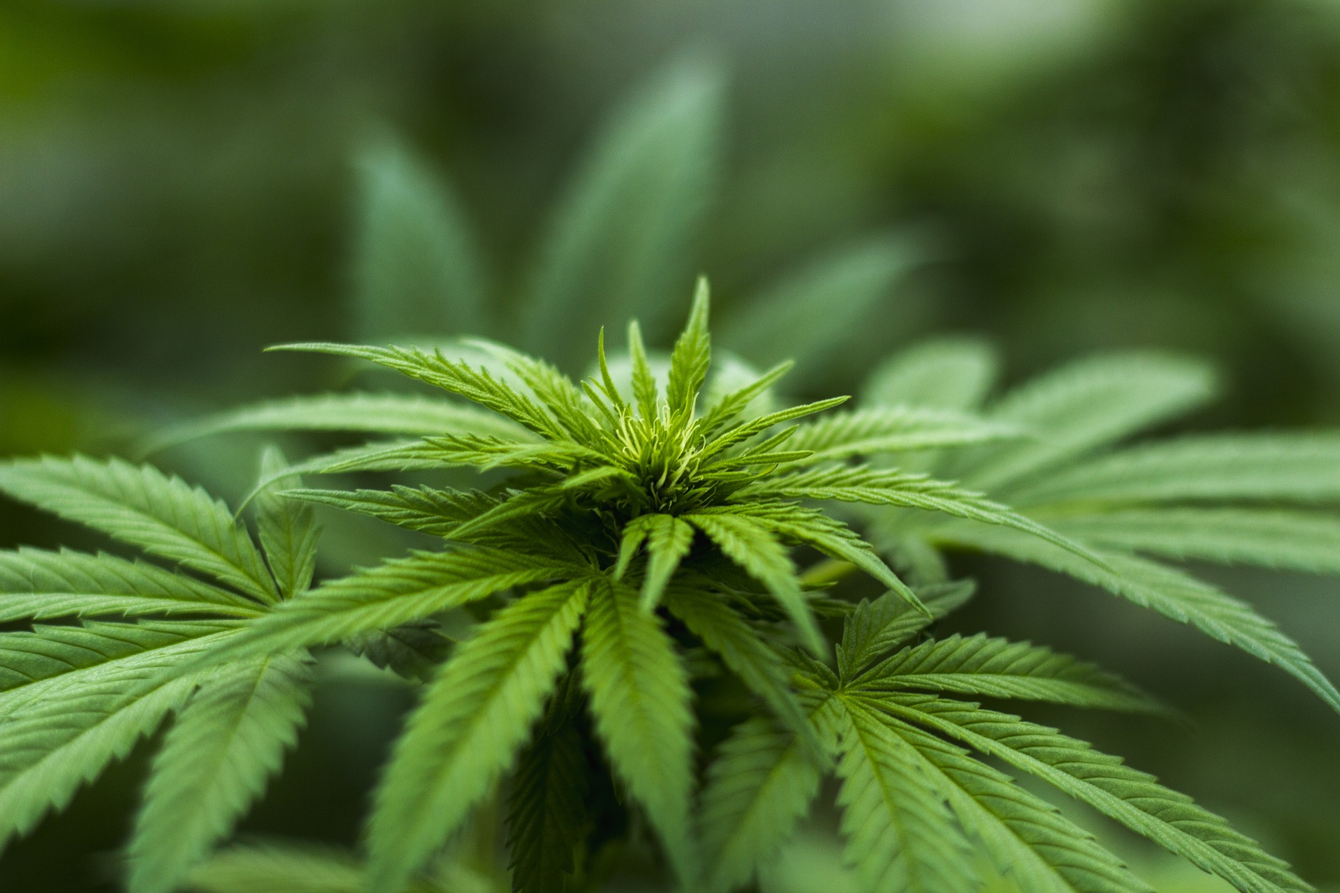 green hemp plants health benefit of hemp water wellbeing regimens