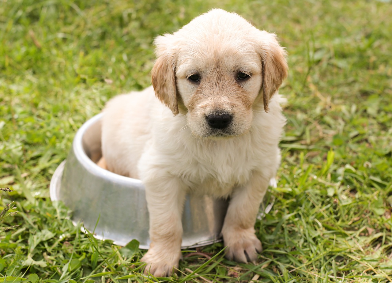 small white puppy 4 ways pets impact mental health