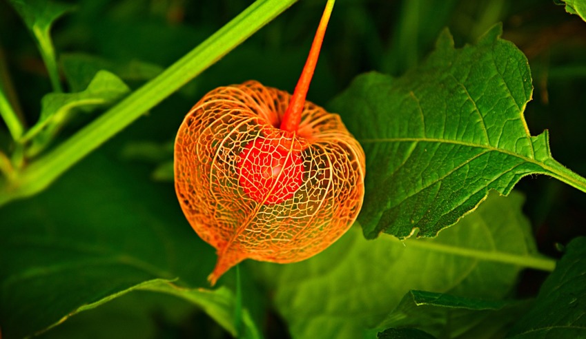 chinese fruit tradition lesssons chinese nourishment life tradition