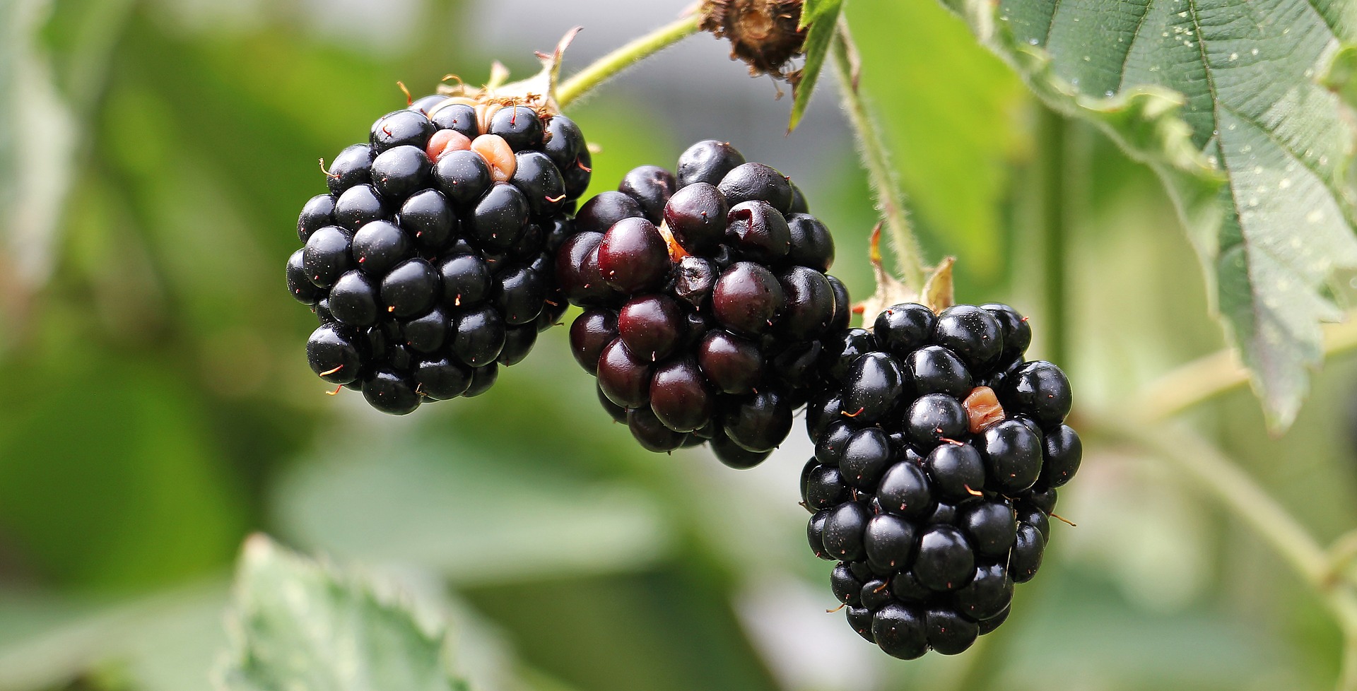 black berries need to harvest yourself garden you tend to